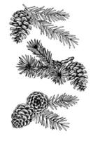 drawing in vintage style, christmas set of fir branches and cones, fir-tree. branch compositions. sketch, retro style. vector