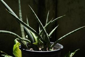 Snake Plant or Sansevieria Cylindrica, photo