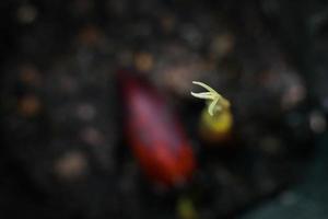 retoños de durian que están germinando y renaciendo. foto