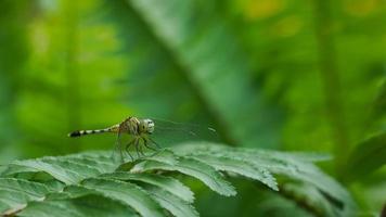 una pequeña libélula posada sobre una hoja de helecho. foto