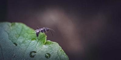 Black ant on Leaf, small black eyes of ants on green leaves photo