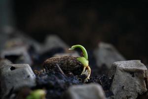 The seeds are growing into a tree. photo