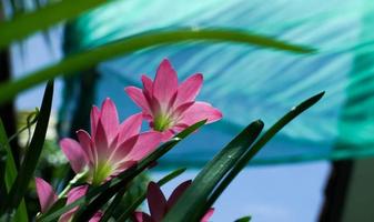 Pink lily flower macro photography on summer day beauty lily garden with pink petals close up garden photography. photo