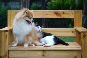 Pomeranians have always been lovely and loyal friends. photo