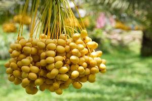 Bunch of yellow dates on date palm. photo