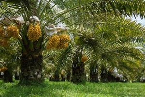 Bunch of yellow dates on date palm. photo