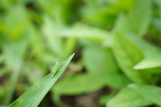 A small insect that forages on green grass in the evening. photo