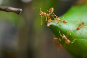 las hormigas rojas están defendiendo y construyendo un nuevo nido. foto