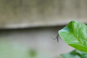 Los mosquitos aedes transmiten la fiebre del dengue durante la temporada de lluvias. tenemos que tener mucho cuidado. foto