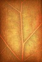 Detailed view of green leave - macro photo