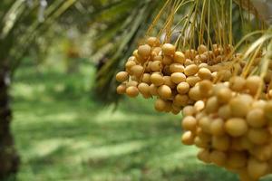 manojo de dátiles amarillos en la palmera datilera. foto