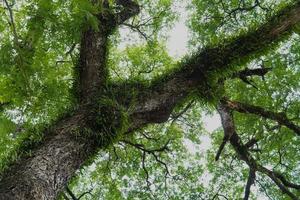 el helecho crece en una planta pequeña. Las hojas de helecho se cierran. plantas de helecho en el bosque. concepto de naturaleza de fondo. foto