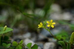 Small flower stalks formed between beautiful rock channels. photo