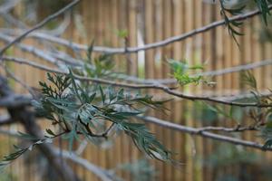 fresh leaves on branches near bamboo background. photo
