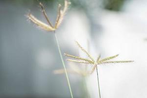 The competing grasses bloom in the morning sun. photo