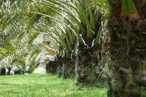 Bunch of yellow dates on date palm. photo