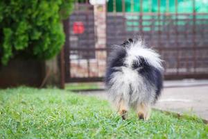 Los pomerania siempre han sido amigos encantadores y leales. foto