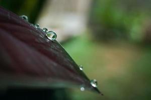 beautiful large clear raindrops on green leaves. photo