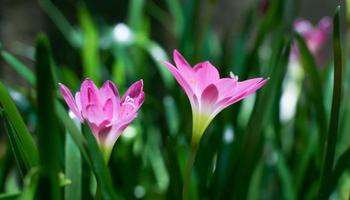 fotografía macro de flor de lirio rosa en el jardín de lirio de belleza de día de verano con pétalos de rosa fotografía de jardín de cerca. foto