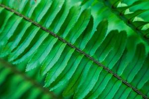 Perfect natural fern leaf pattern,beautiful background made with light green fern leaves in kale color. photo