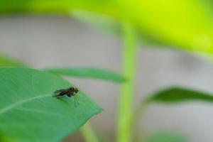 Flies are carriers of gastrointestinal diseases, we need to be very careful. photo