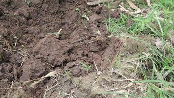 o solo está sendo escavado pela enxada agrícola tradicional na tailândia. encontrar minhocas para pescar. o solo é úmido e gramado. video