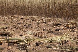 Sugarcane field fired photo