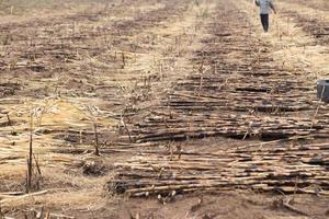 Sugarcane field fired photo