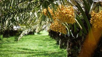 Bunch of yellow dates on date palm. photo