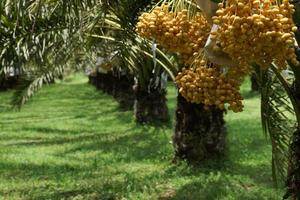 Bunch of yellow dates on date palm. photo