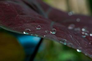 beautiful large clear raindrops on green leaves. photo