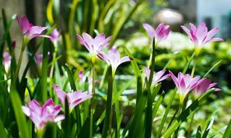 fotografía macro de flor de lirio rosa en el jardín de lirio de belleza de día de verano con pétalos de rosa fotografía de jardín de cerca. foto