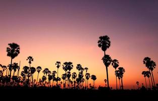 Silhouette palm trees at sunset photo