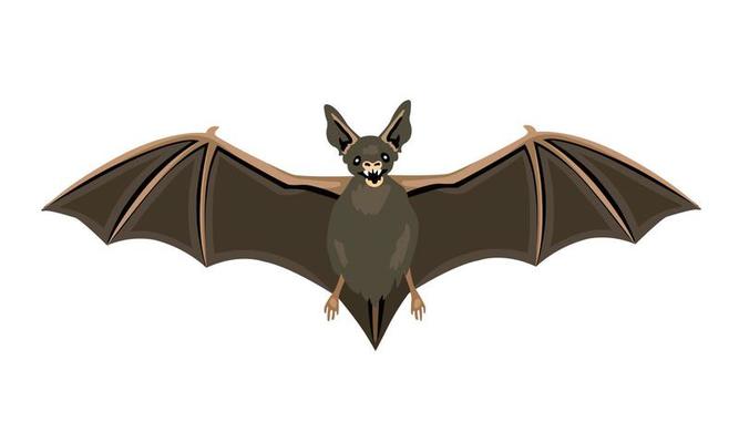 Animal that is a reservoir of various strains of the virus. Bats flying symbol horror halloween.