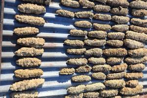 Drying Sea Cucumber Outdoor photo