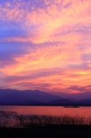 Sunset  silhouette tree on the lake photo