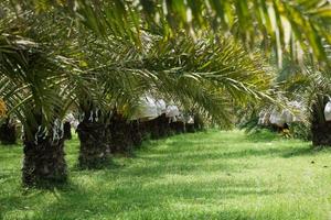 Bunch of yellow dates on date palm. photo
