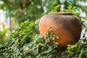 pot or planter with plants photo