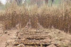 campo de caña de azúcar despedido foto