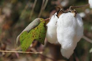 Close-up of Ripe cotton   on branch photo