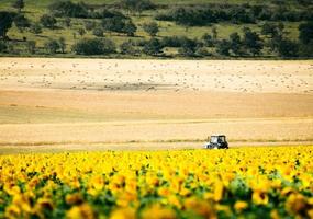 Static view sunflower field and blue tractor ride across field in overcast day outdoors in Georgia country agriculture fields photo