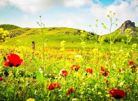 Cinematic aerial low angle view springtime poppy field with young woman enjoy sunny weather and blooming nature. photo