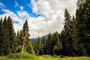 Beautiful static timelapse fir tree forest with dynamic clouds motion in Racha region in Georgia photo