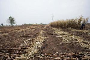 Sugarcane field fired photo