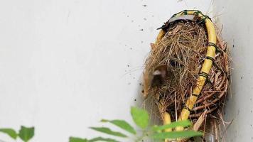 Munia-vogel met geschubde borst vloog in het nest in de fruitplukker video