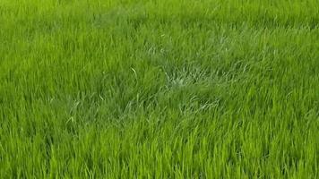 los campos de arroz en los campos fueron arrastrados por el viento video