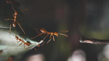 The ant's attempt to cross over to the other side of the branch. photo