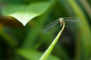 A little dragonfly is sitting on a twig in close-up.Macro shots of a dragonfly. photo