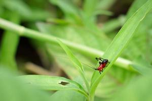 un pequeño insecto que busca alimento en la hierba verde por la noche. foto