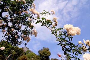 rosas blancas - alba, contra el cielo azul. foto